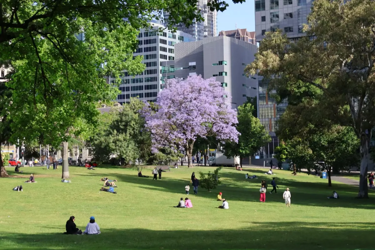 A jacaranda in full flower on a city lawn, people sitting in the sun, office towers behind